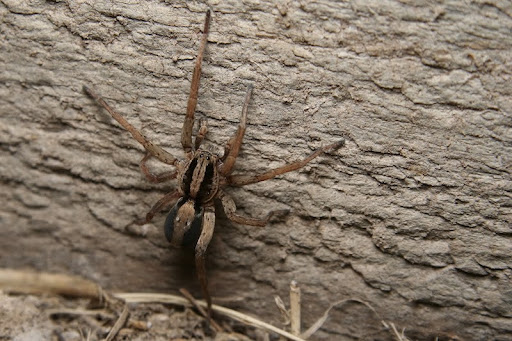 Wolf Spider - Lycosa sp.