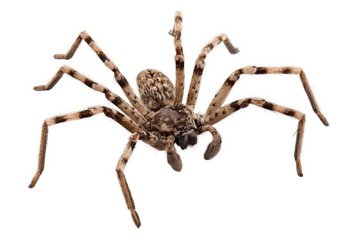 wolf spider lycosa sp in high definition with extreme focus and DOF (depth of field) isolated on white background