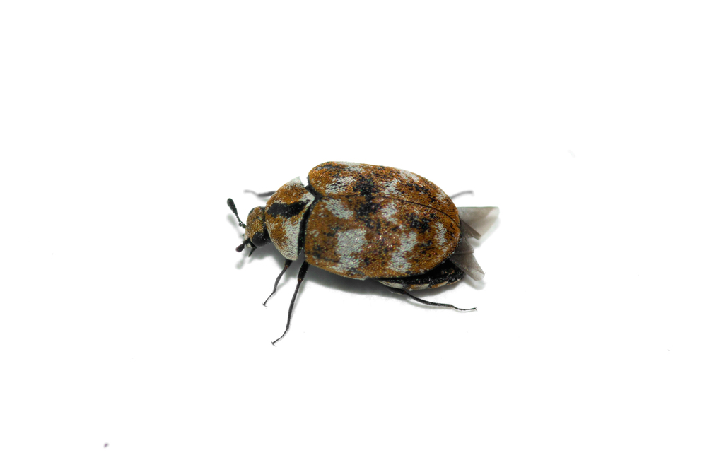 The average carpet beetle. 