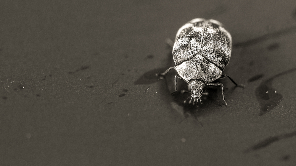 Carpet bugs vary in color and shape. Call the best pest control near me to get rid of them. 
