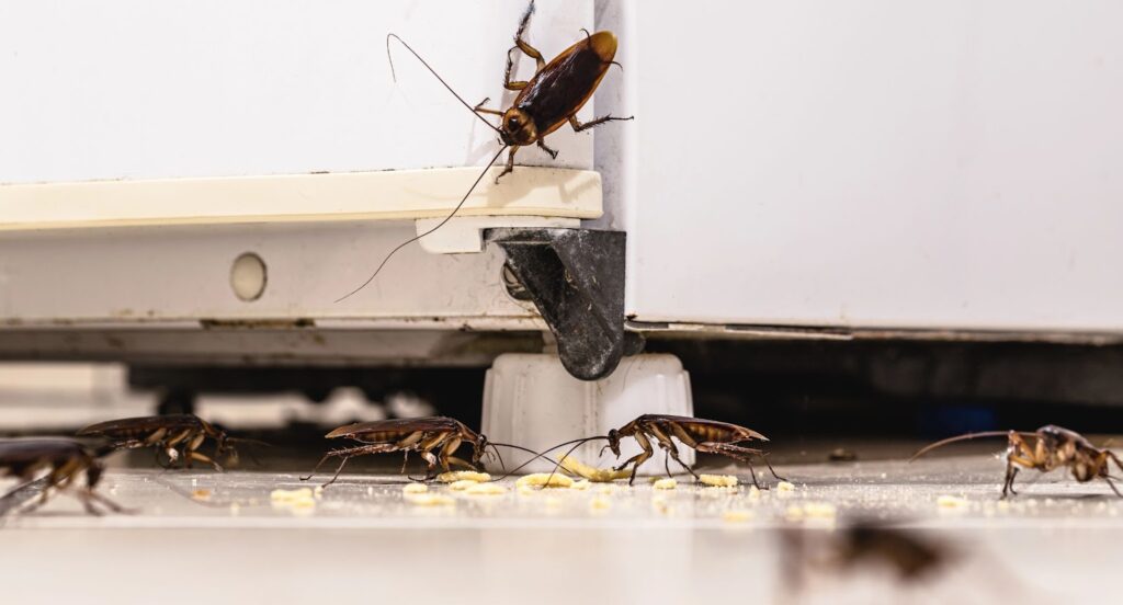 Roach infestation, big enough to call a cockroach control company near you. 