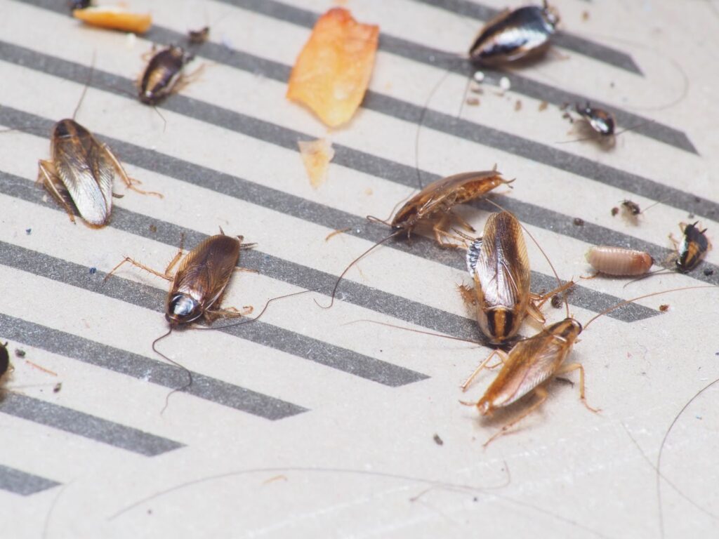 Afraid of roaches biting? Call a cockroach exterminator near me. 