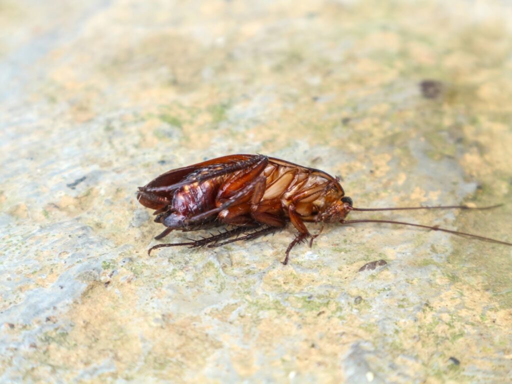 The best pest control company near me can take care of a cockroach infestation. 