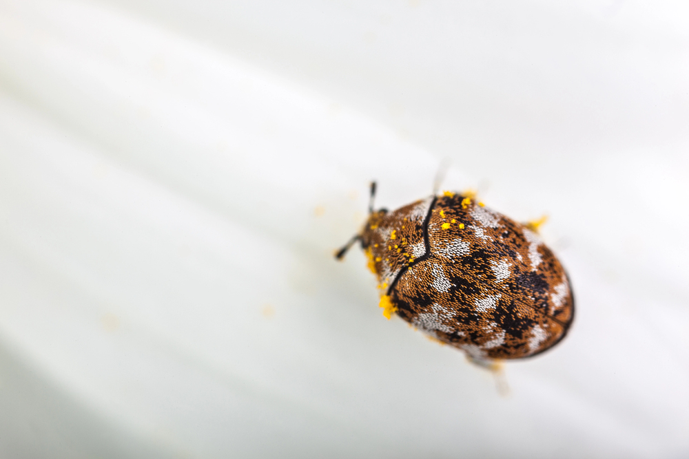 Pest control companies near me can take care of carpet bug infestations. 