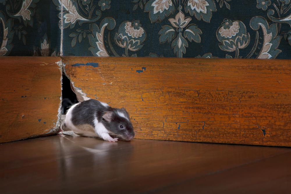 If mice are chewing your wires call proof. Pest Control.