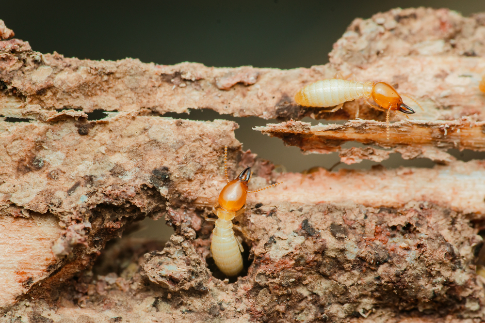 termite