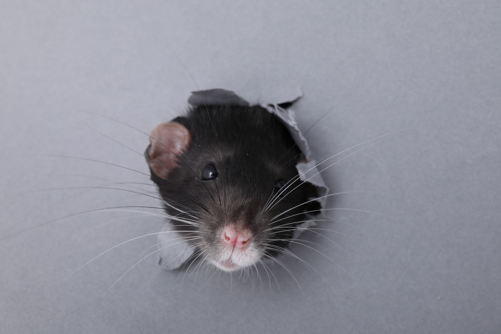 Rodent peaking through a hole in the wall