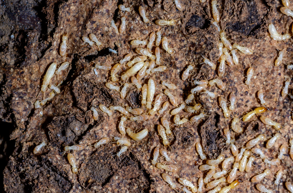 termite larvae