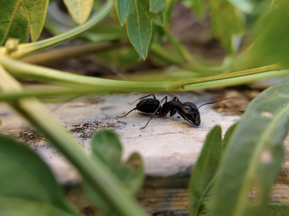 Ant on a wooden step with overgrown vines after a professional ant control company took care of an indoor ant infestation. 