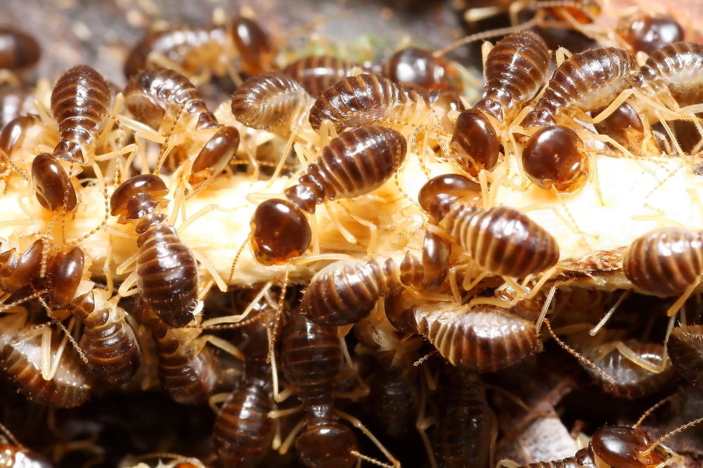 Termite swarm