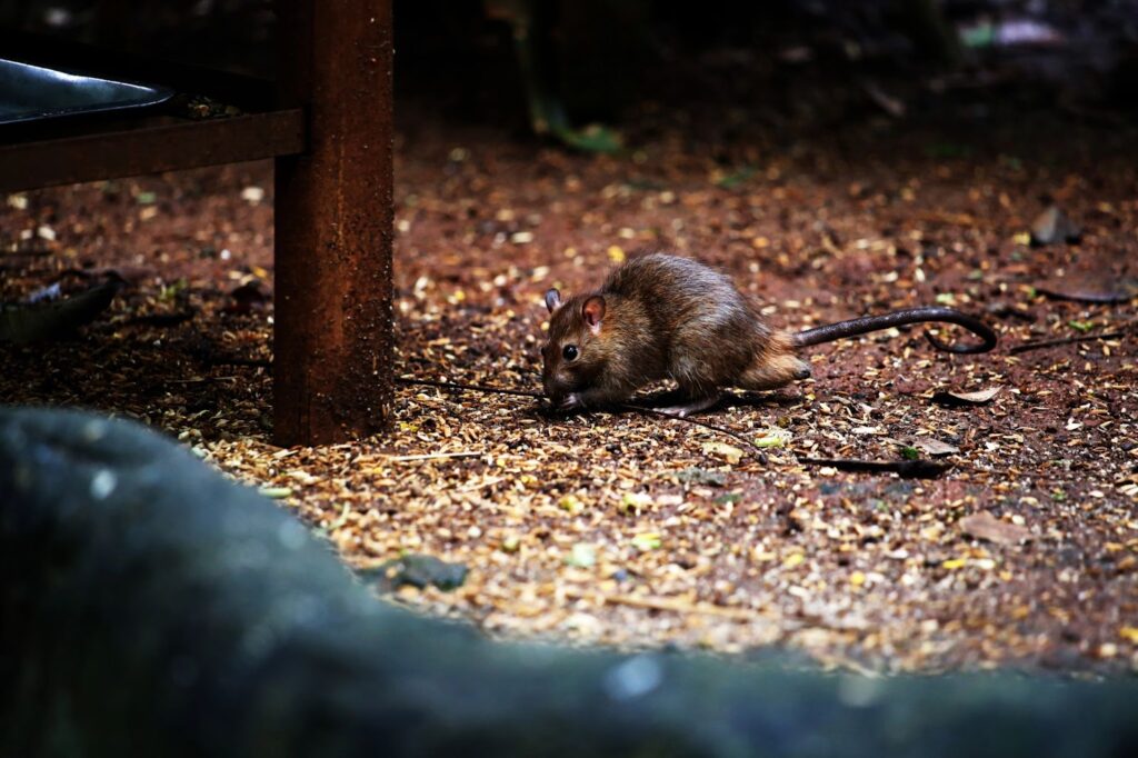 Rodent on a patch of dirt under a picnic table