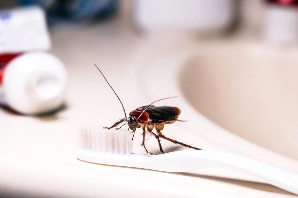 Roach on toothbrush