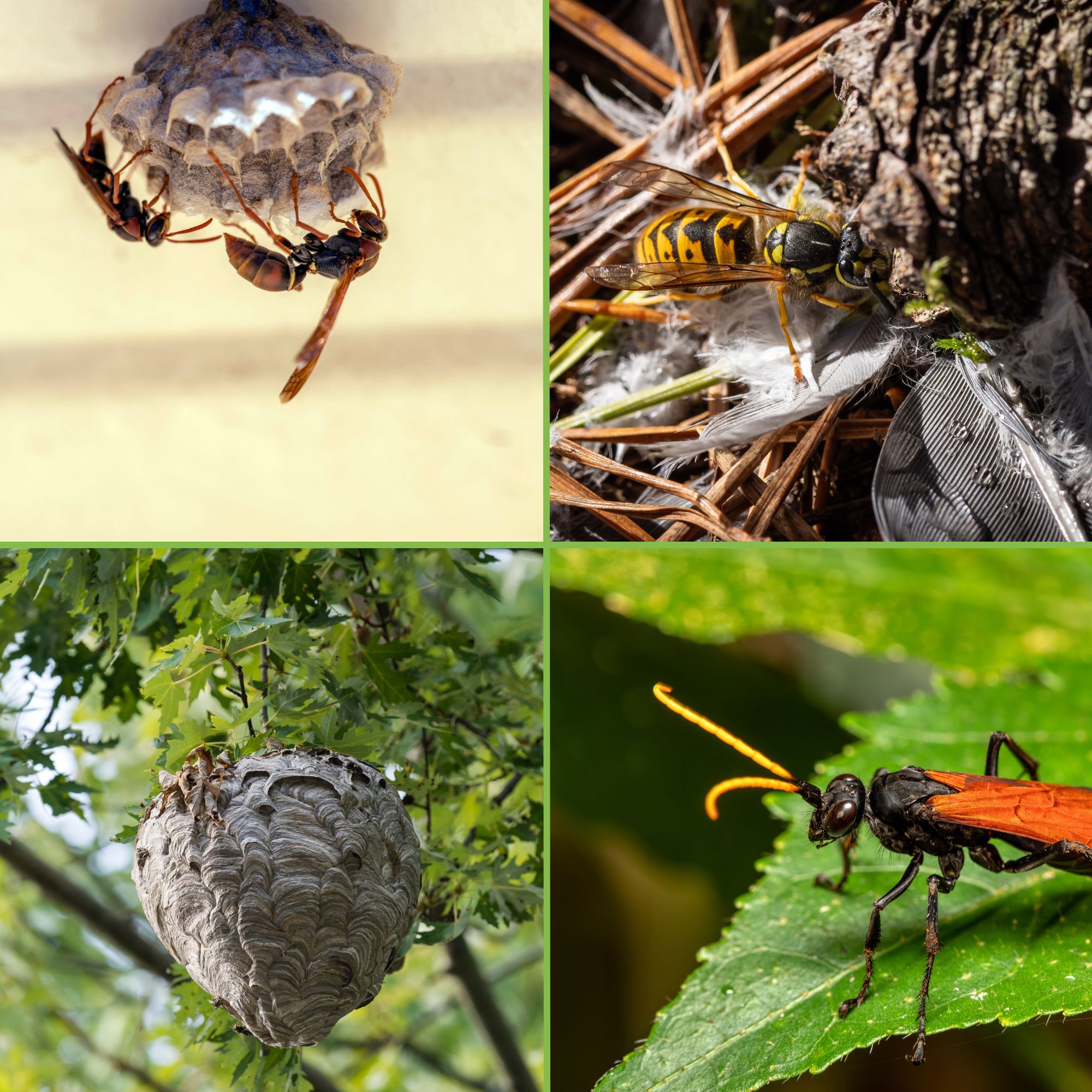 Types of wasps: paper wasp, yellowjacket, hornet and tarantula hawk wasp