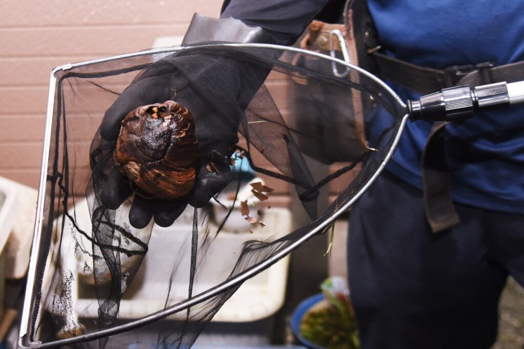 Wasp removal service