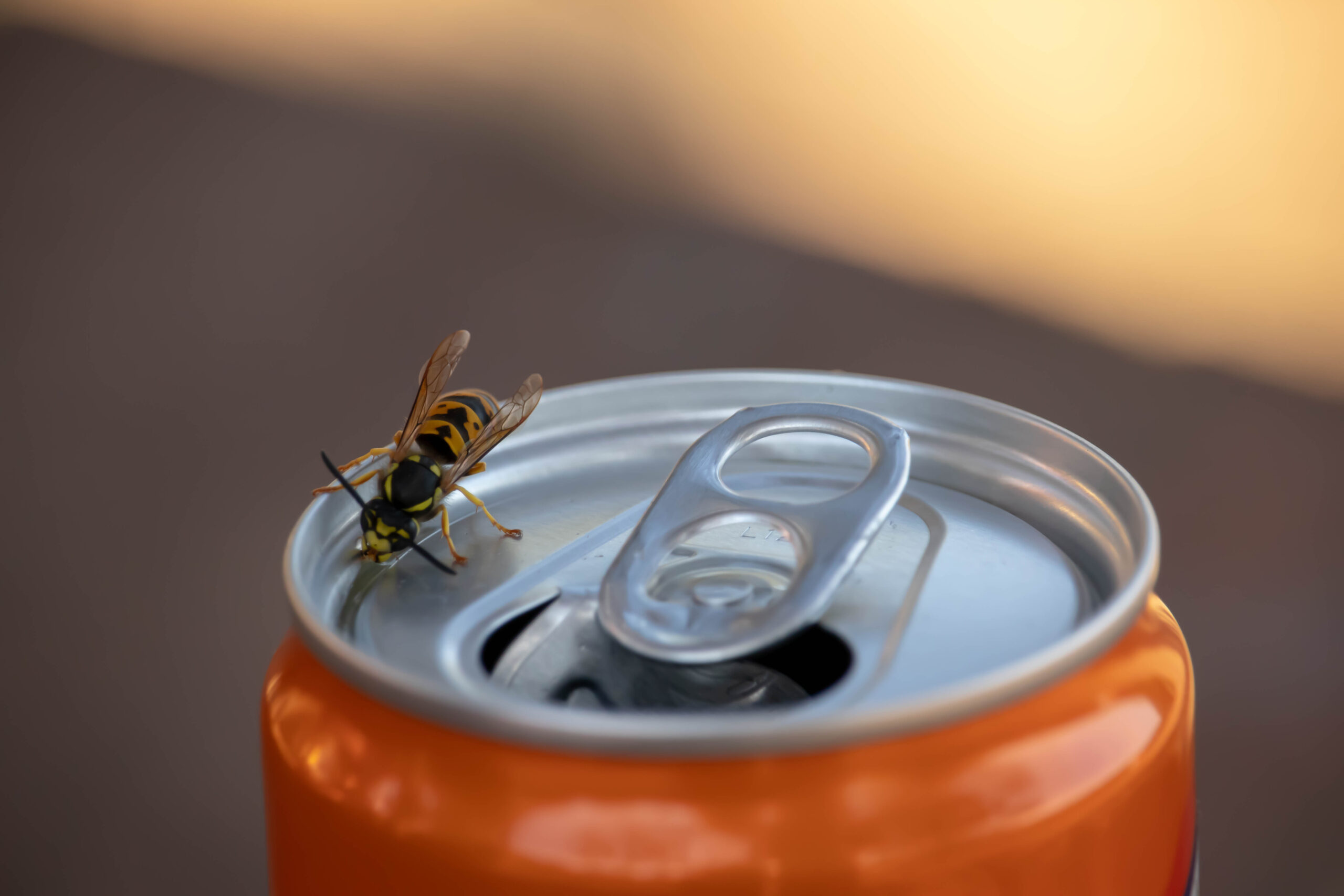 What do wasps eat. Wasps drinking soda.
