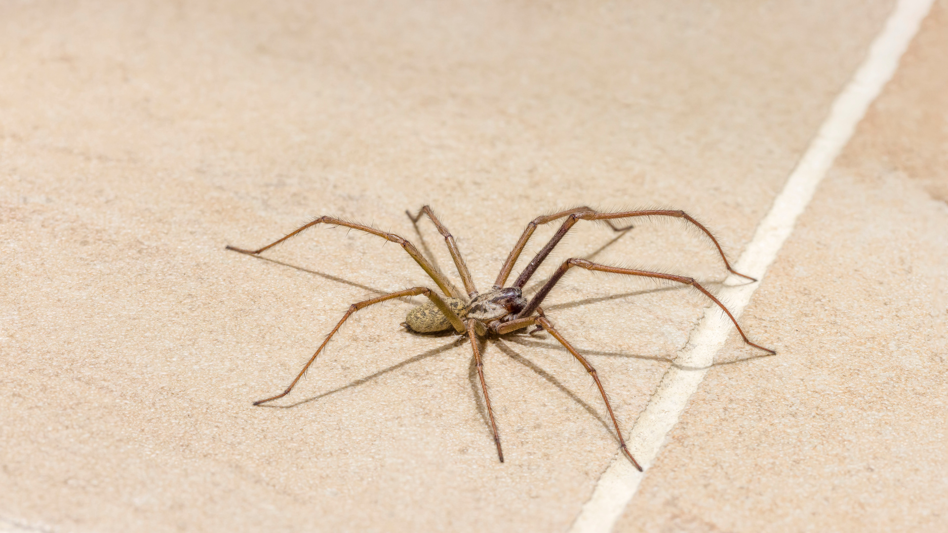House spider